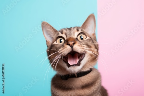 Lifestyle portrait photography of a smiling havana brown cat meowing over pastel or soft colors background