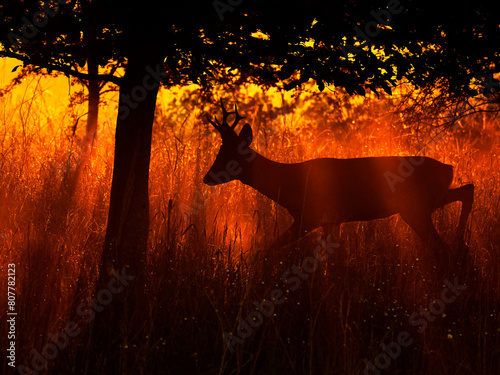 Roe Deer (Capreolus capreolus) buck in morning light, UK, May. . photo