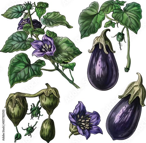 Eggplant Lifecycle Illustration - Detailed illustrations showing various stages of eggplant growth, from flowers to ripe vegetables, with vibrant green leaves