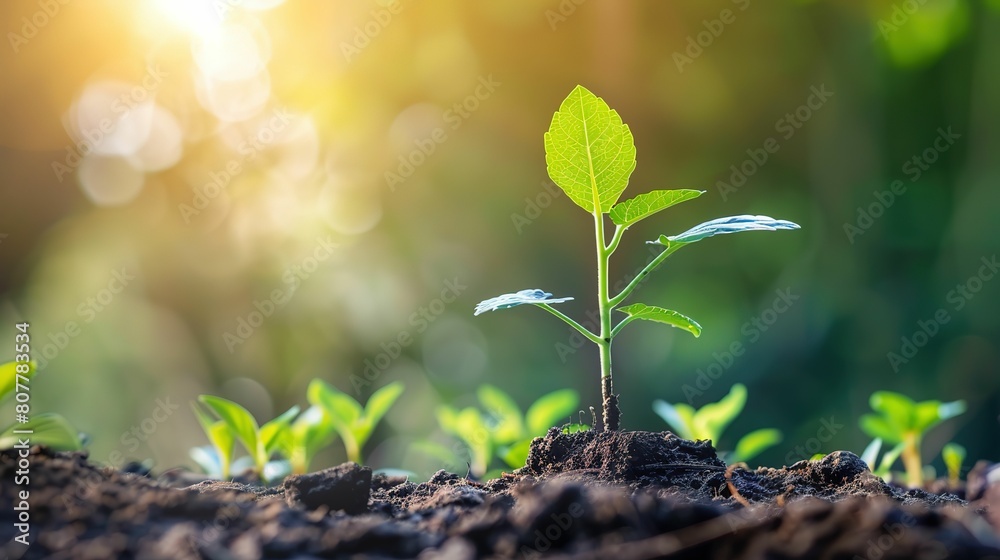 Natural concepts green plant UHD wallpaper Natural concepts green plant UHD wallpaper