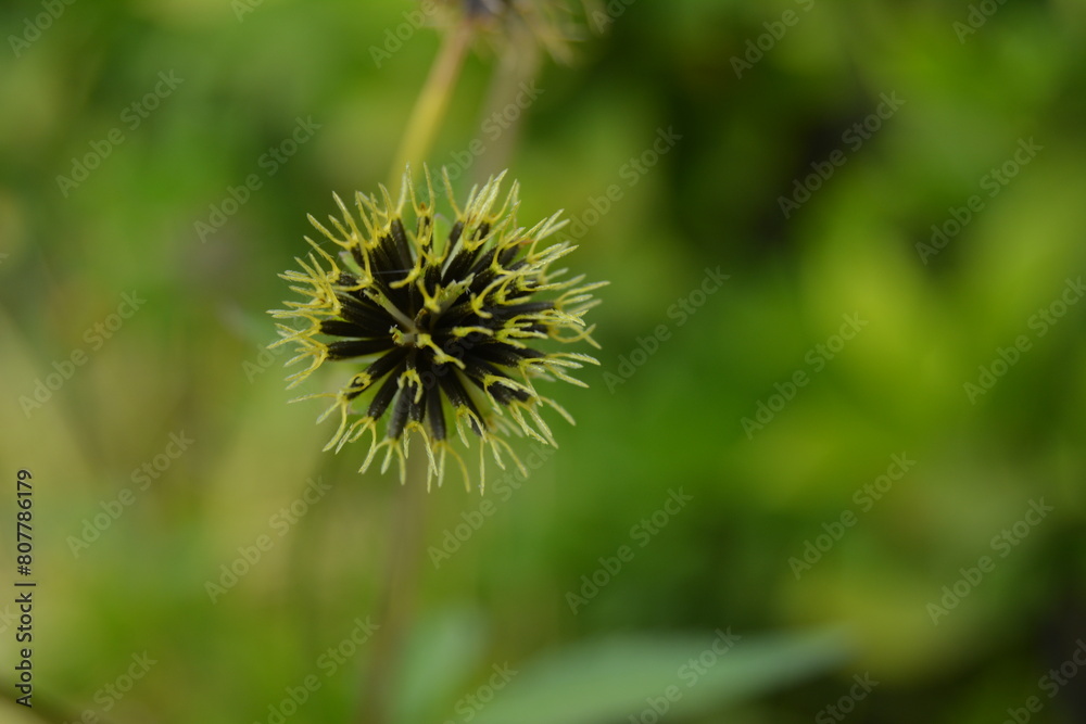 Close Up Portrait Of A Black Jack Wild Flower Close Up Portrait Of A Black Jack Wild Flower