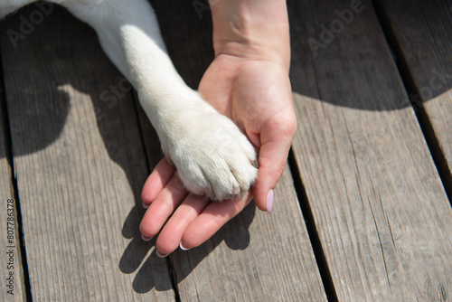 Woman holding a dog's paw. Touching dog's paw and human hands, indoors against a wooden floor. Pet adoption. Mockup. Beagle