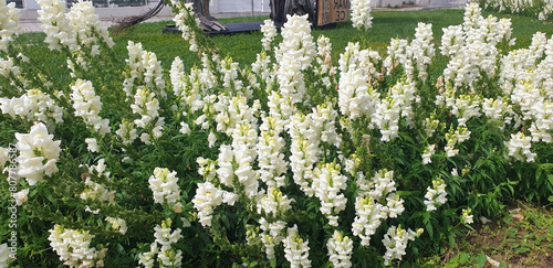 White antirrhinum flowers bloom on a flowerbed in a city park. photo