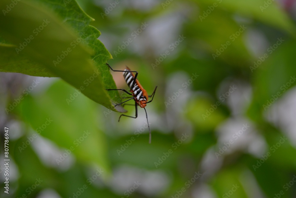 Naklejka premium Close Up Photo Of An Orange Bug Perched On A Leaf