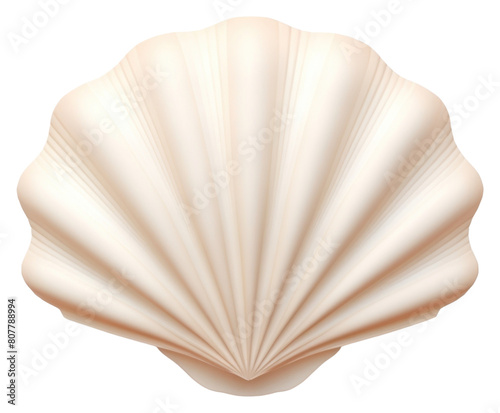 PNG Seashell white background invertebrate simplicity.