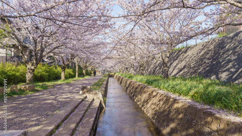 日本の桜並木|千葉市・おゆみ野四季の道・おゆみ野の道 日本の桜並木|千葉市・おゆみ野四季の道・おゆみ野の道