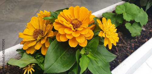 Close-up of yellow zinnia flowers bloom in a flowerbed. Panorama. photo