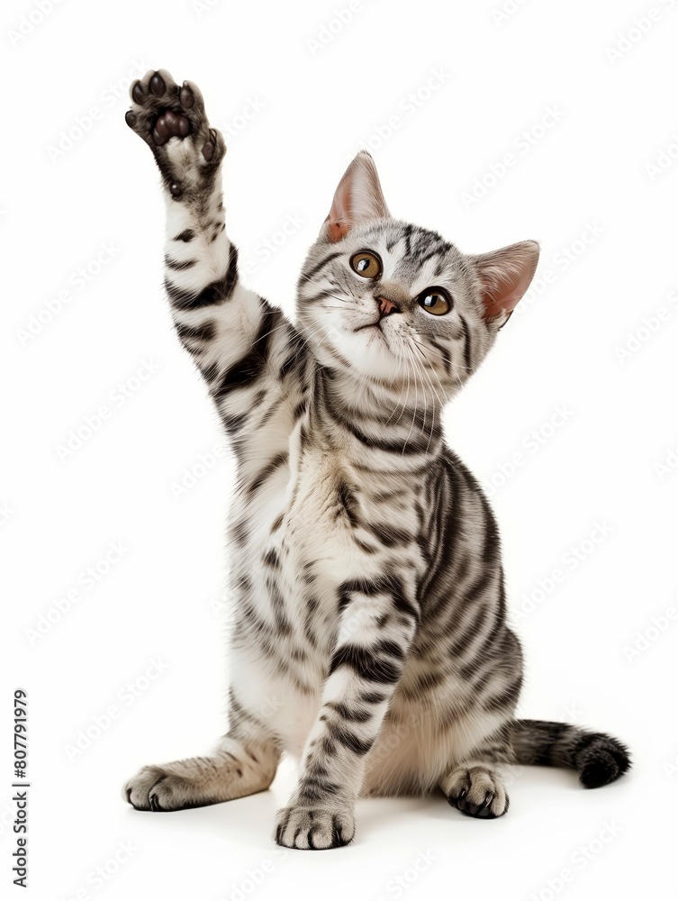 Tabby small cat on a white background Tabby small cat on a white background
