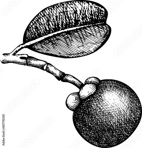 Exotic fruit icon. Hand-drawn mangosteen sketch. Tropical plant drawing