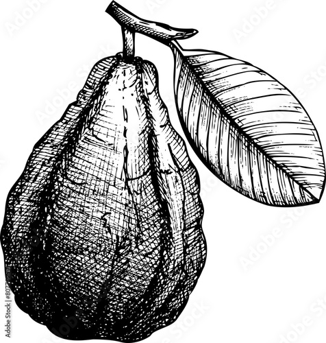 Exotic fruit icon. Hand-drawn guava sketch. Tropical plant drawing