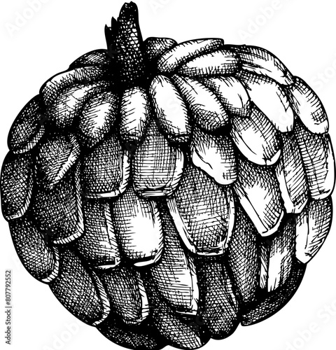 Exotic fruit icon. Hand-drawn sugar apple  sketch. Tropical plant drawing photo