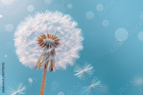 A blue backdrop with a macro dandelions. Generative Ai