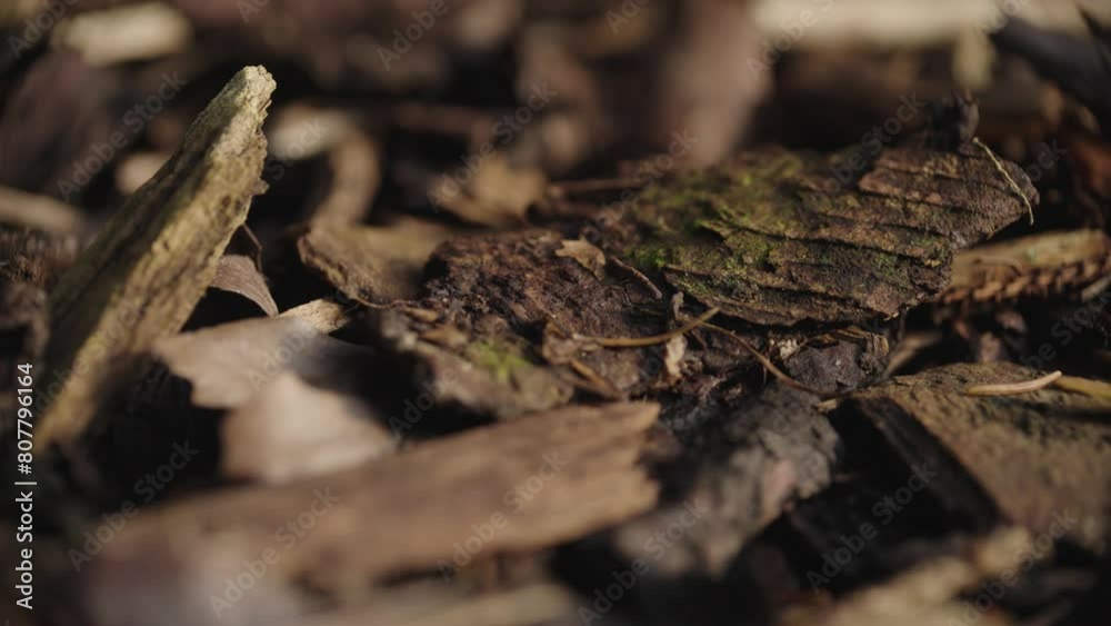 Macro Pull Focus Along Wooden Bark On Ground. Macro Pull Focus Along Wooden Bark On Ground.
