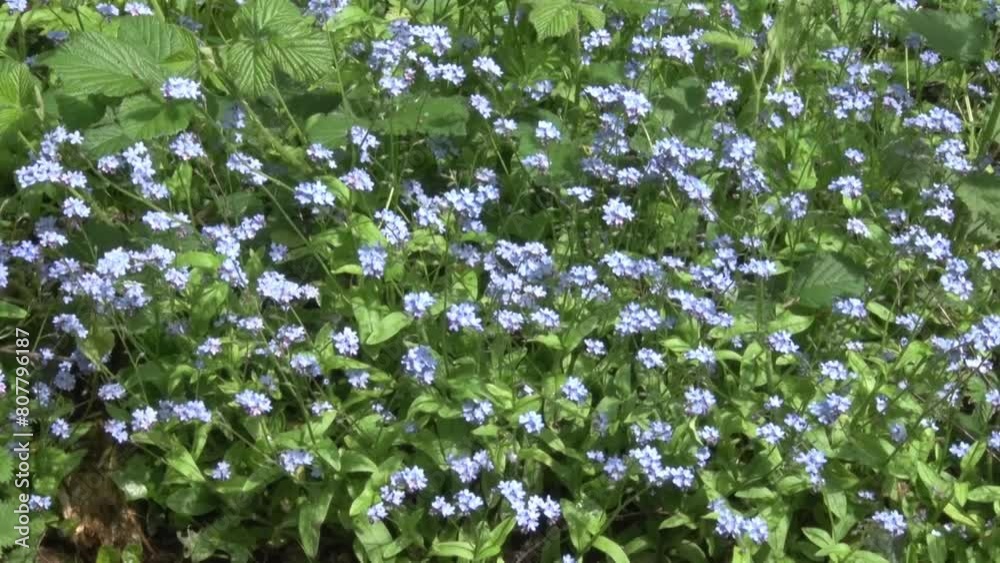 Wood Forget-Me-Not, Myosotis sylvatica, growing in hedgerow. Spring. UK Wood Forget-Me-Not, Myosotis sylvatica, growing in hedgerow. Spring. UK