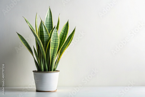 Elegant Sansevieria Plant on Minimalist White Background with Soft Natural Lighting, Showcasing Long Leaves and Textures for Text Space - Digital Art Illustration