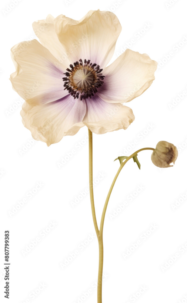Naklejka premium PNG Real Pressed a Anemone flower blossom anemone petal.