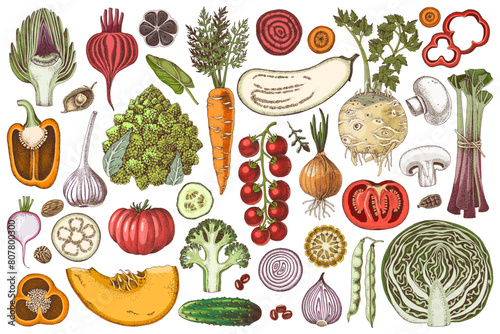 Fresh vegetables hand drawn collection