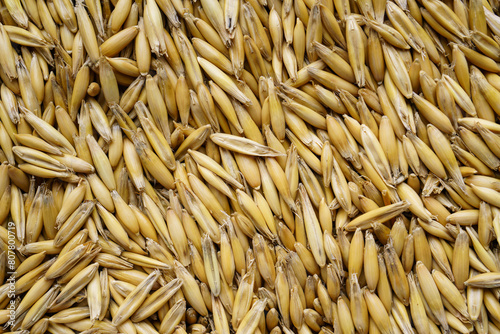 Background of oat grains close up. Food abstract pattern.