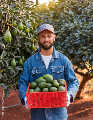 Mann mit Kappe erntet Avocado auf Avocadoplantage - Box mit Reigen Avocados photo