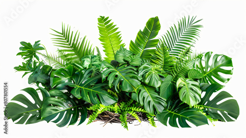 Green leaves of tropical plants bush Monstered