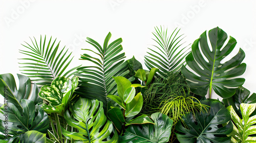 Green leaves of tropical plants bush Monstered