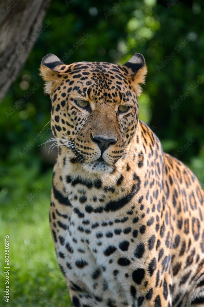 Portrait of a beautiful spotted leopard