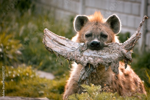 A hyena holds an old cowbone in its teeth photo
