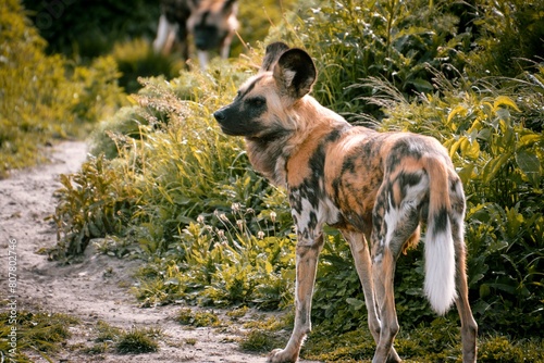 Portrait of a hyena dog