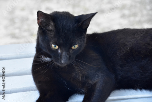 Gorgeous Silky Black Cat Resting in the Heat