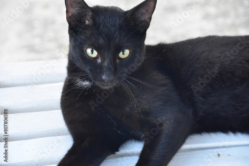 Silky Black Cat with Piercing Yellow Eyes