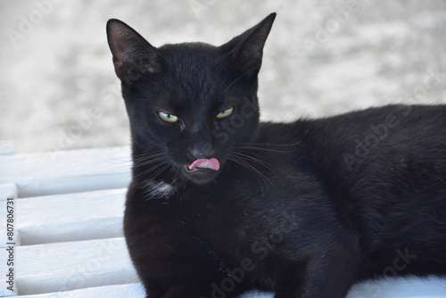 Striking Black Cat Licking His Nose While Resting