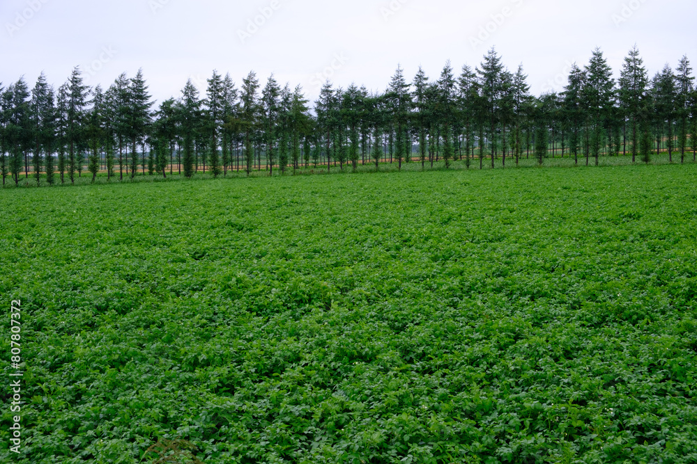 Obraz premium 北海道 道東の田園風景