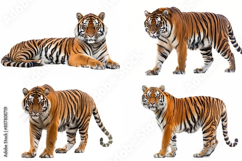 set photo of a strong Tiger in different position isolated