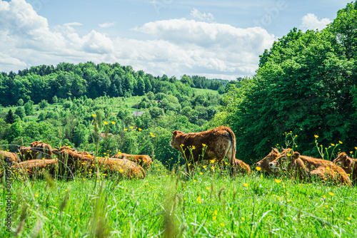 Krowy na pastwisku w górach wiosną, podczas pięknej słonecznej pogody © Franciszek