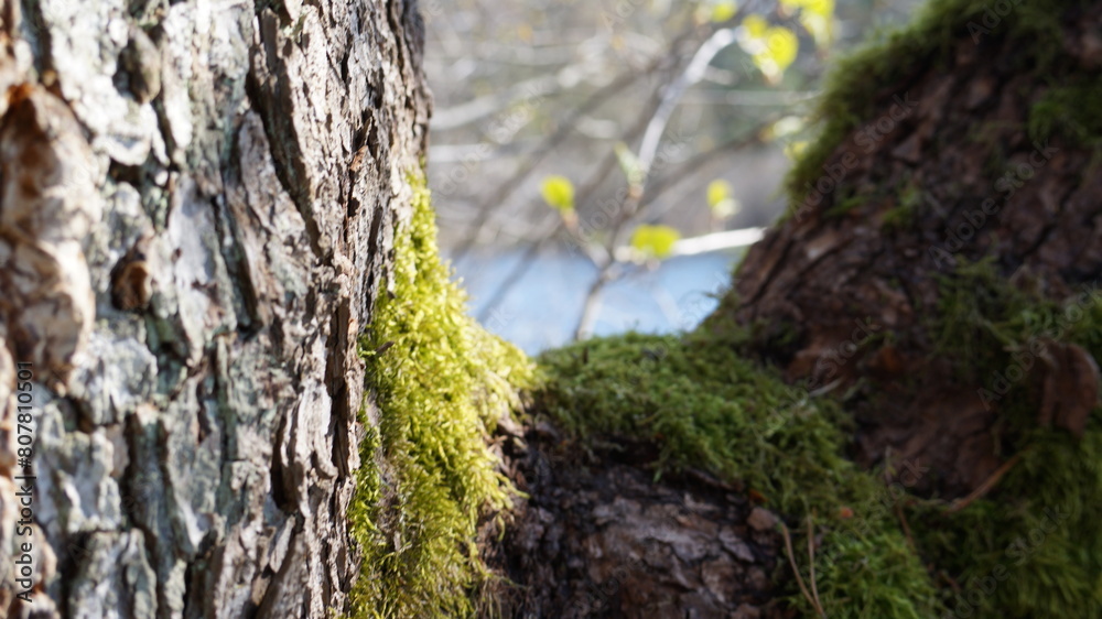 Obraz premium tree in the forest