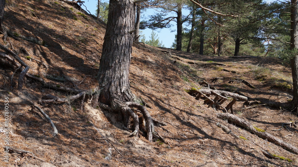 tree trunk in the forest