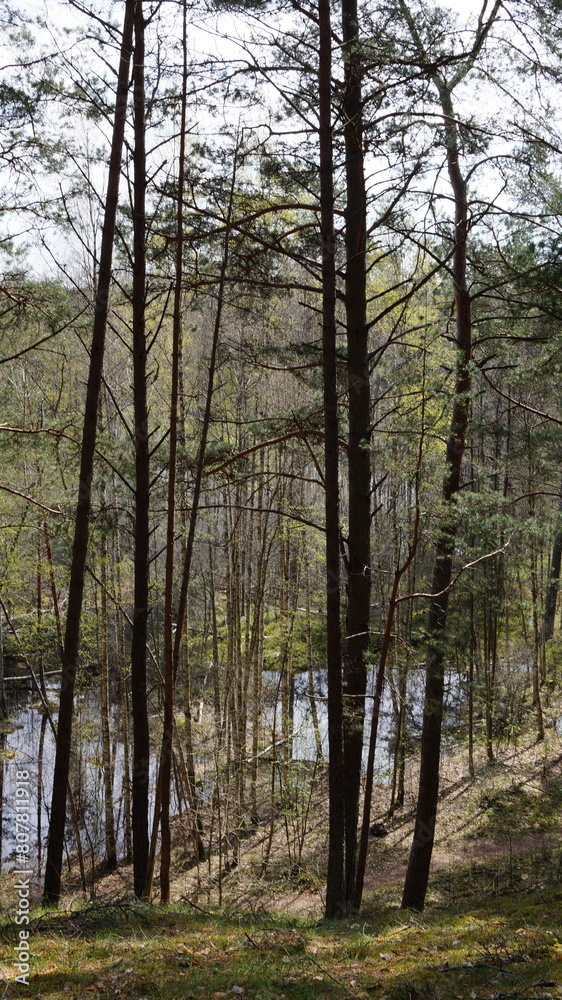 trees in the forest