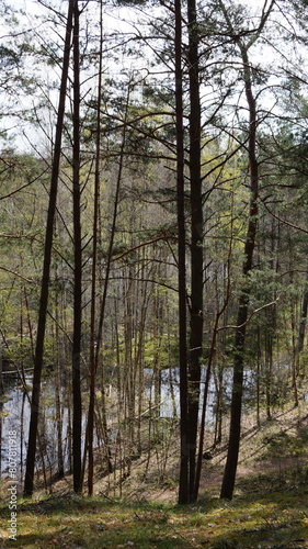 trees in the forest