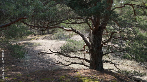 tree in the park