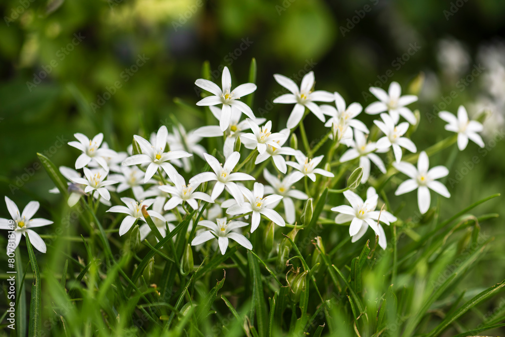White flowers Star of Bethlehem Ornithogalum Umbellatum in spring garden White flowers Star of Bethlehem Ornithogalum Umbellatum in spring garden