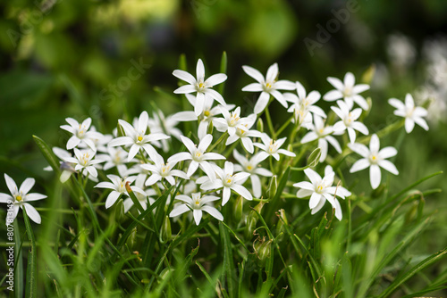 White flowers Star of Bethlehem Ornithogalum Umbellatum in spring garden photo