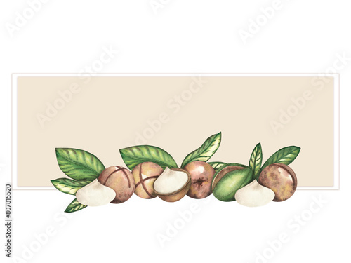 Frame of ripe macadamia nuts and green leaves on a white background, clipart. The macadamia tree. Nut close-up, raw food. Watercolor illustration. Pattern, template for postcards, packaging