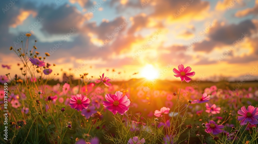 Golden sunset over a field of vibrant pink blossoms under a sky with fluffy clouds