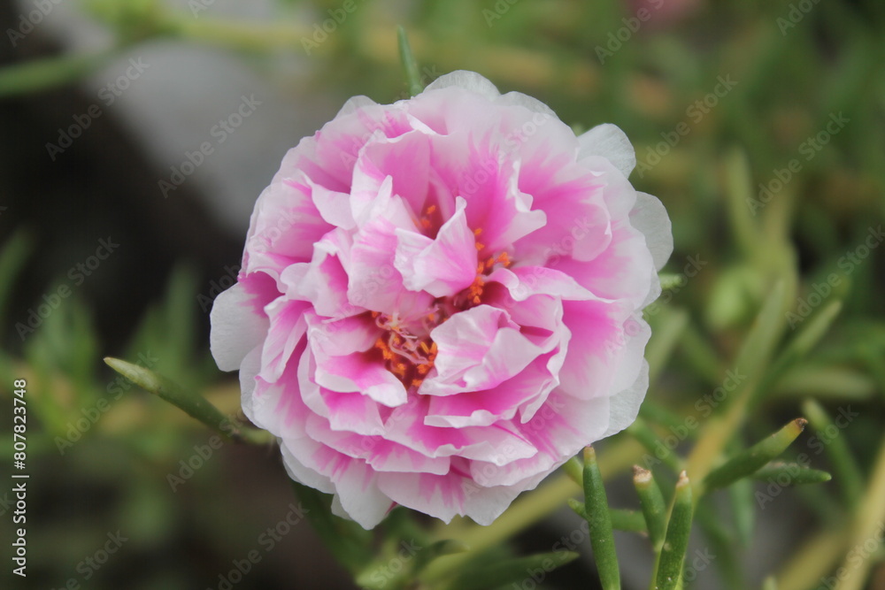 Beautiful pink Portulaca grandiflora flowers in the afternoon Beautiful pink Portulaca grandiflora flowers in the afternoon