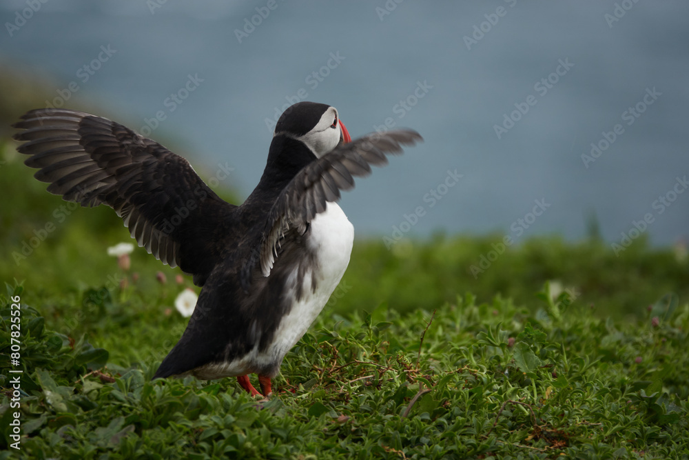 Flowers, Puffins and Rabits of Skomer Island in May-24, Wales, the UK Flowers, Puffins and Rabits of Skomer Island in May-24, Wales, the UK