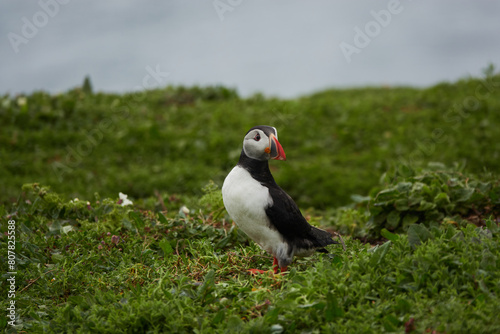 Flowers, Puffins and Rabits of Skomer Island in May-24, Wales, the UK © Ramil