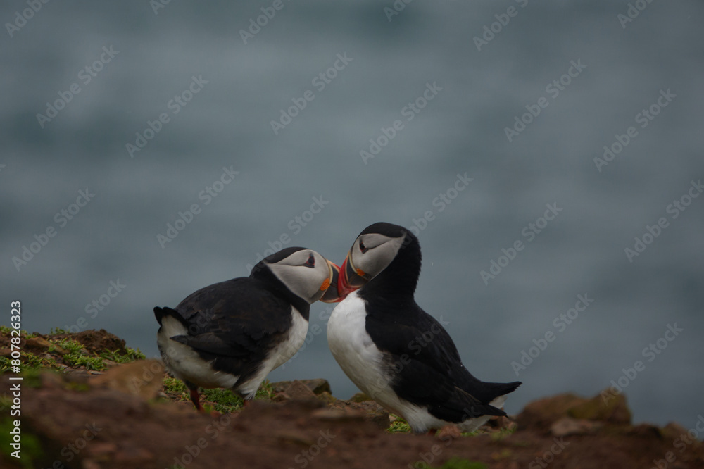 Flowers, Puffins and Rabits of Skomer Island in May-24, Wales, the UK