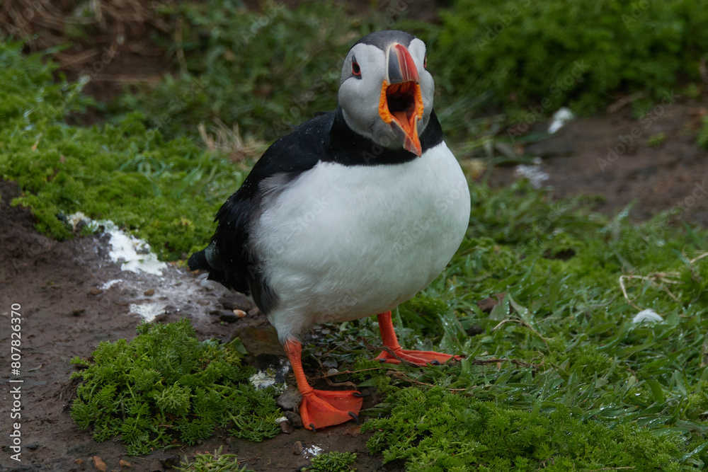 Flowers, Puffins and Rabits of Skomer Island in May-24, Wales, the UK Flowers, Puffins and Rabits of Skomer Island in May-24, Wales, the UK