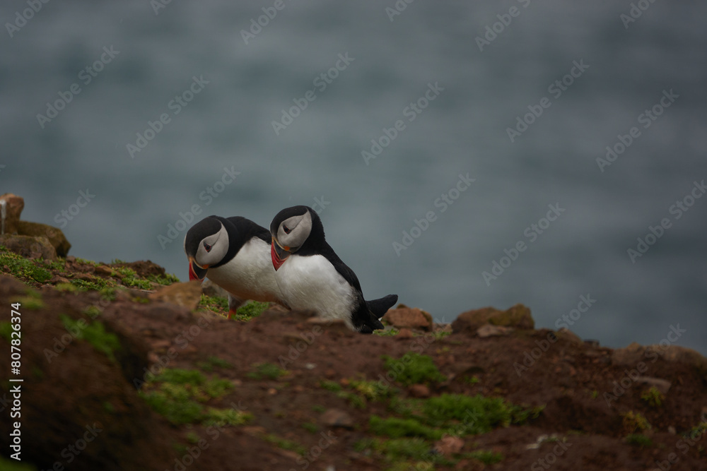 Naklejka premium Flowers, Puffins and Rabits of Skomer Island in May-24, Wales, the UK