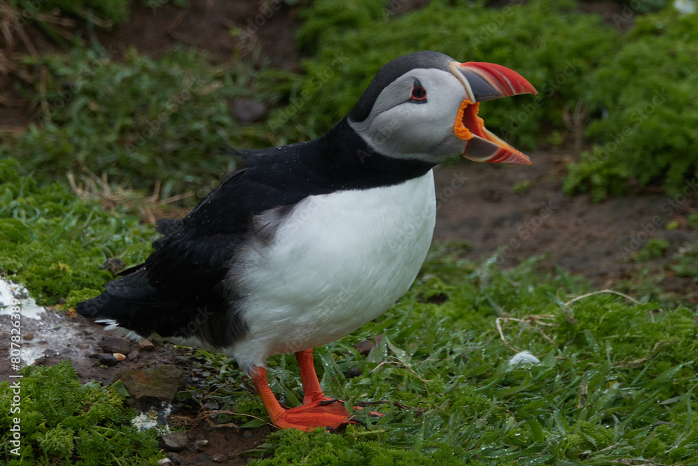 Flowers, Puffins and Rabits of Skomer Island in May-24, Wales, the UK Flowers, Puffins and Rabits of Skomer Island in May-24, Wales, the UK